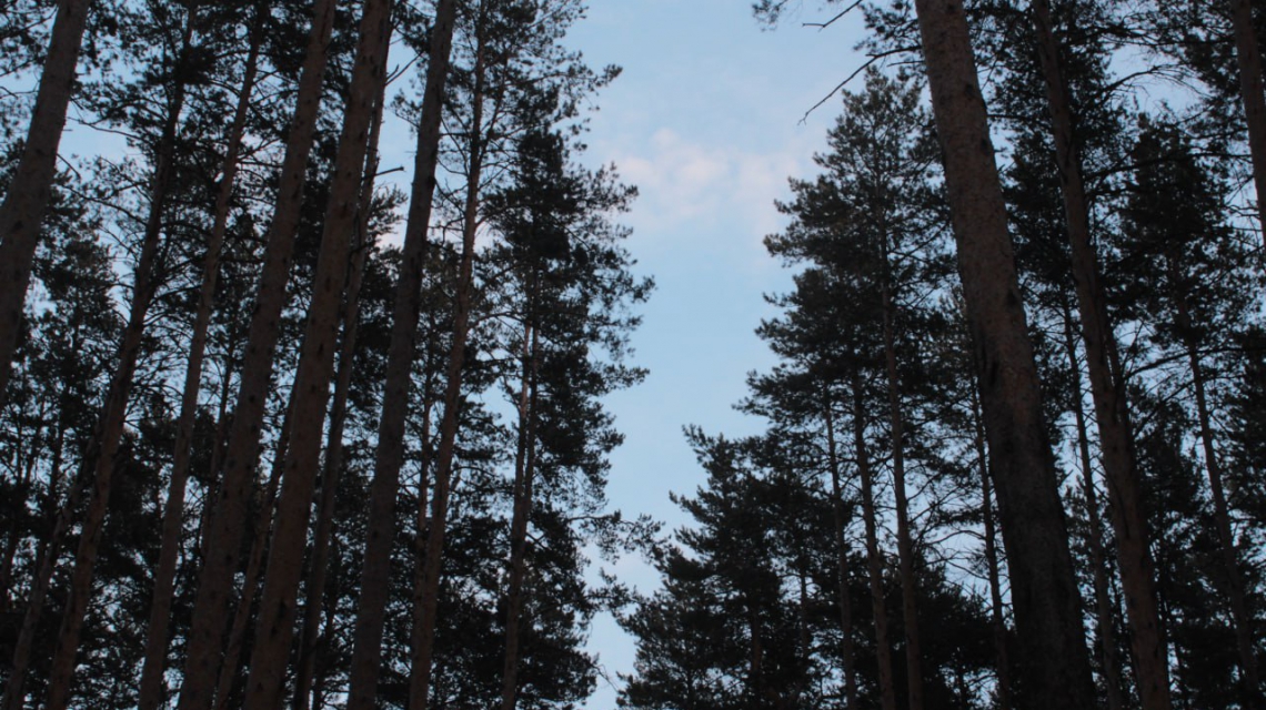 Березовчане сядут на три года за хищение леса почти на 2 млн рублей