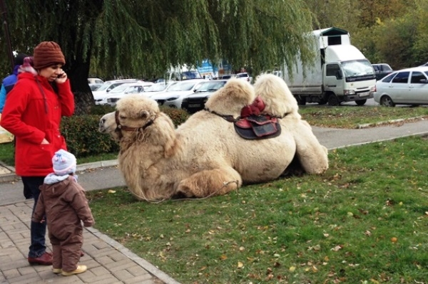 «Корабль пустыни» верблюд на гастролях в «городе степей» Ставрополе. Необычное для Ставрополя животное привлекает желающих сделать фото и прокатиться верхом возле детской поликлиники в ноябре