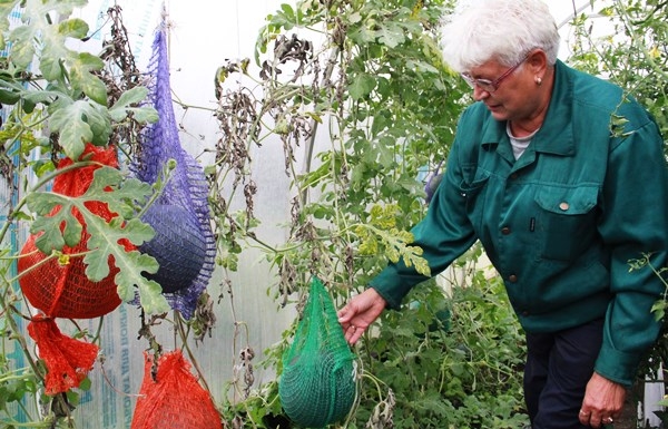 Тамара Беляева прислушалась к совету опытных огородников и подвязала арбузы, которые с начала лета выращивает в теплице