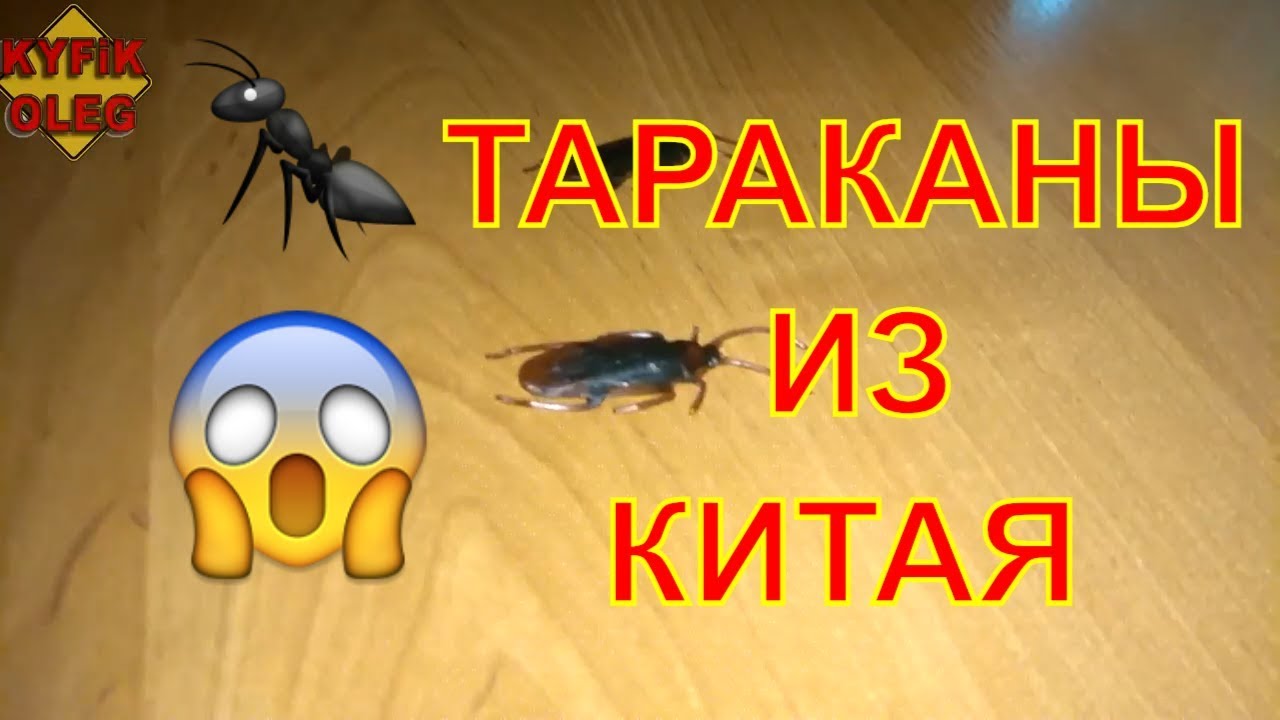 Уральцев напугали китайские тараканы из AliExpress