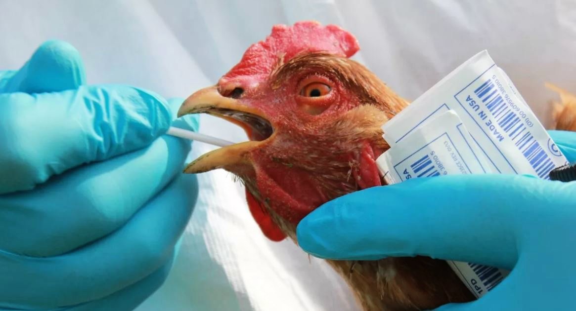 Птичий грипп в Китае