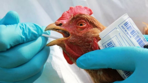 Птичий грипп в Китае
