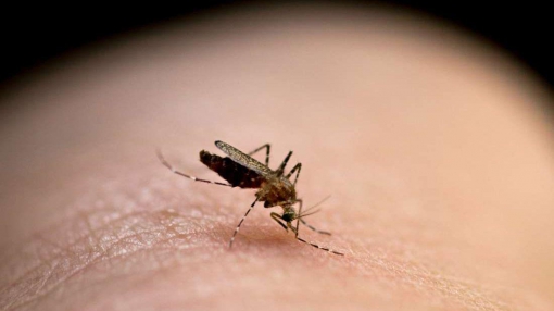 Из-за теплой зимы могут исчезнуть комары