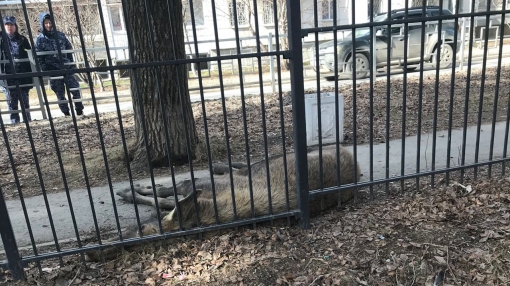 Распоряжение Куйвашева кстати: вчера горожане были обеспокоены видом умершего лося в Новоберезовском