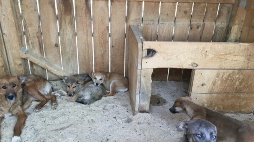 Правительство Свердловской области утвердило порядок решения проблем с бездомными собаками