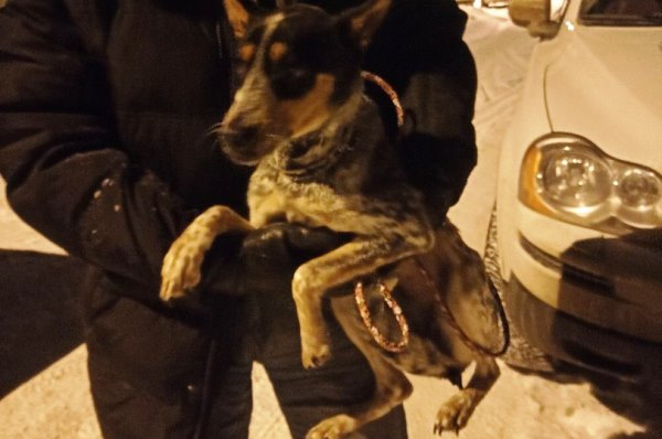 Вот в таком состоянии собаку в середине января забрали из дома Ивана волонтеры-зоозащитники