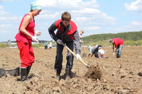 Ольга и Андрей Аленькины второй год высаживают картофель на шиловских полях. Дочка Настя – на заднем плане с дедушкой и бабушкой – впервые помогала в работе на грядках