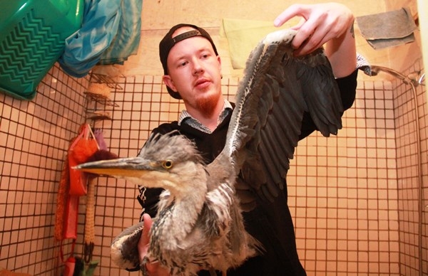 Несмотря на все усилия Кирилла Липина, спасти птицу не удалось